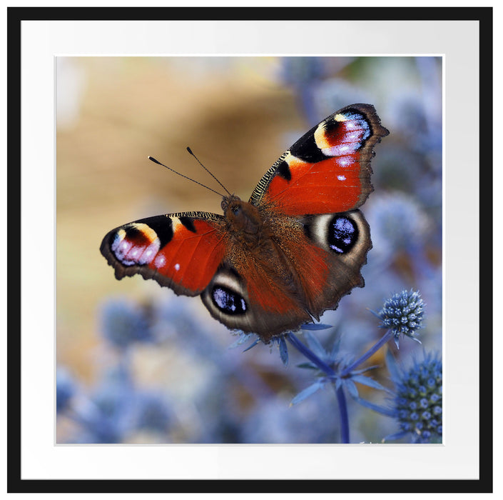 Schöner Schmetterling Pfauenauge Passepartout Quadratisch 70x70