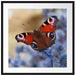 Schöner Schmetterling Pfauenauge Passepartout Quadratisch 70x70