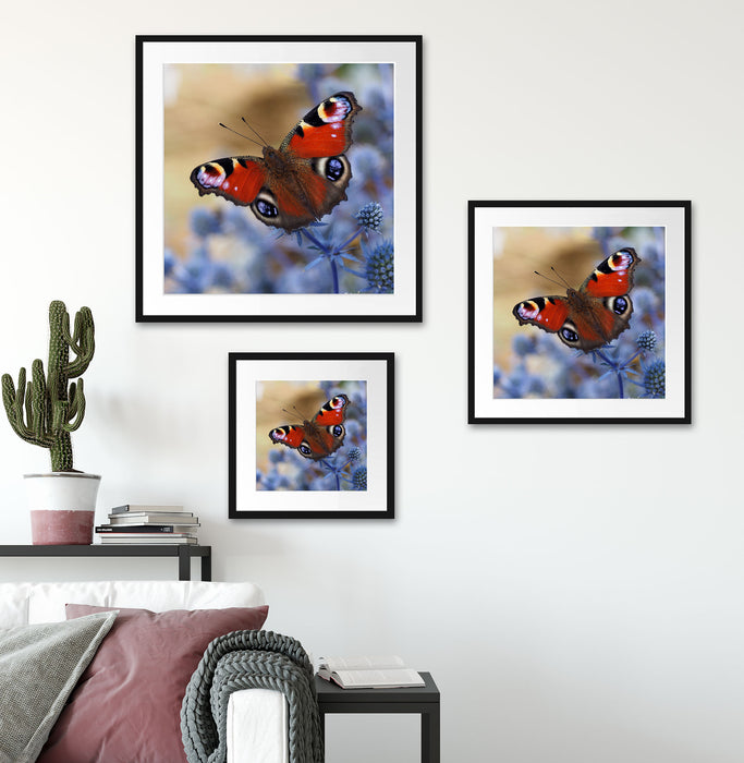 Schöner Schmetterling Pfauenauge Quadratisch Passepartout Wohnzimmer
