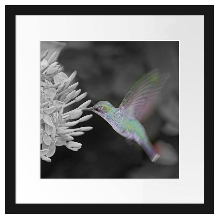 Kolibri an Blüte Passepartout Quadratisch 40x40
