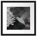 Kolibri an Blüte Passepartout Quadratisch 40x40