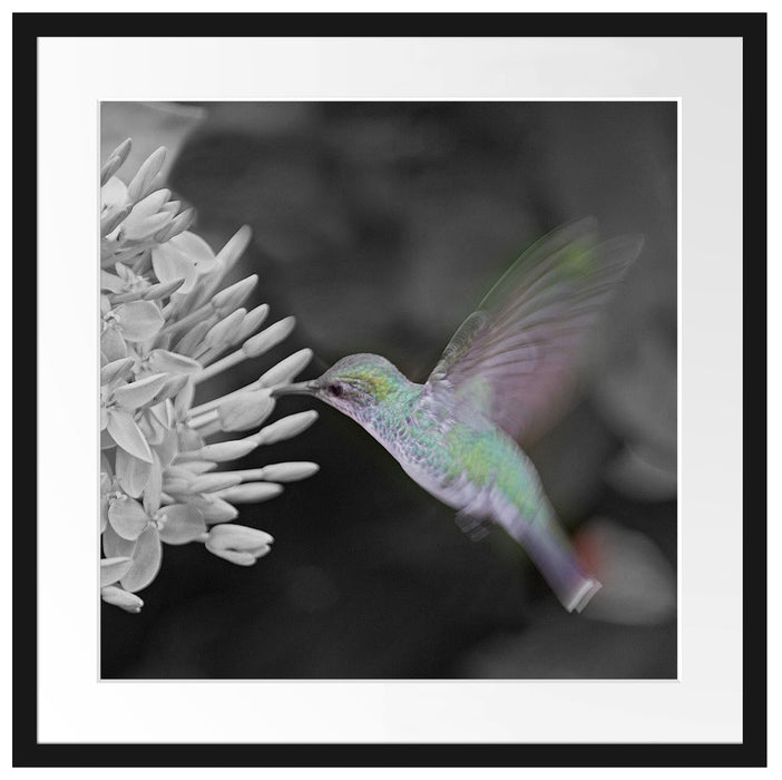 Kolibri an Blüte Passepartout Quadratisch 55x55