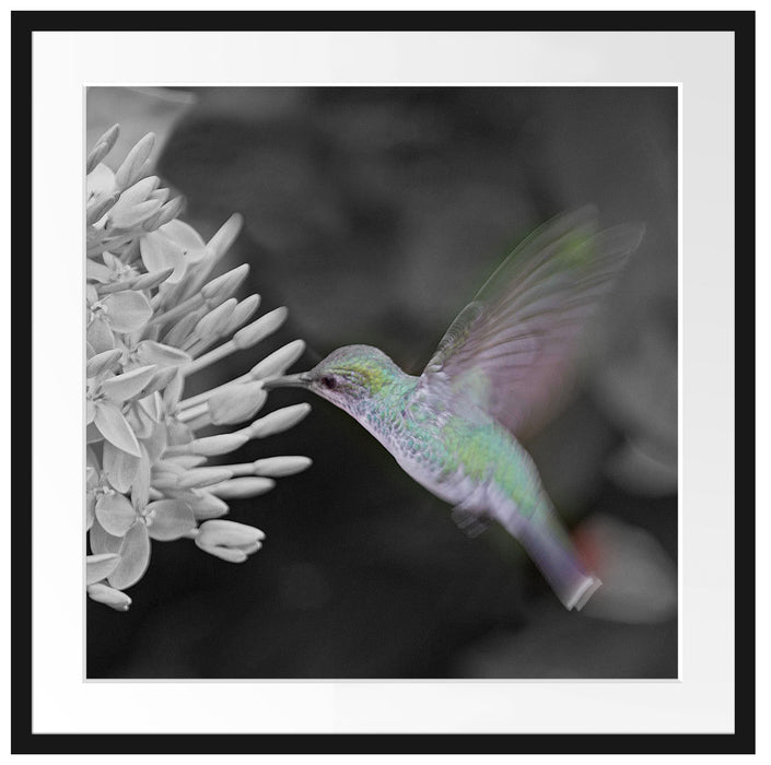 Kolibri an Blüte Passepartout Quadratisch 70x70