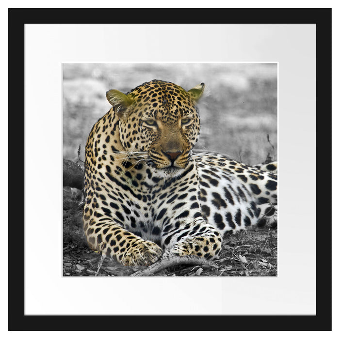 schöner Leopard liegt im Laub Passepartout Quadratisch 40x40