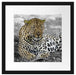 schöner Leopard liegt im Laub Passepartout Quadratisch 40x40