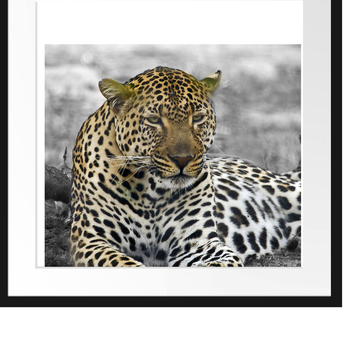 schöner Leopard liegt im Laub Passepartout Quadratisch 55x55