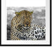 schöner Leopard liegt im Laub Passepartout Quadratisch 55x55