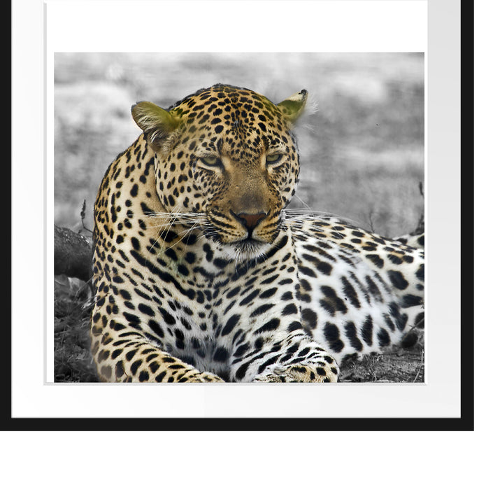 schöner Leopard liegt im Laub Passepartout Quadratisch 70x70