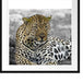 schöner Leopard liegt im Laub Passepartout Quadratisch 70x70