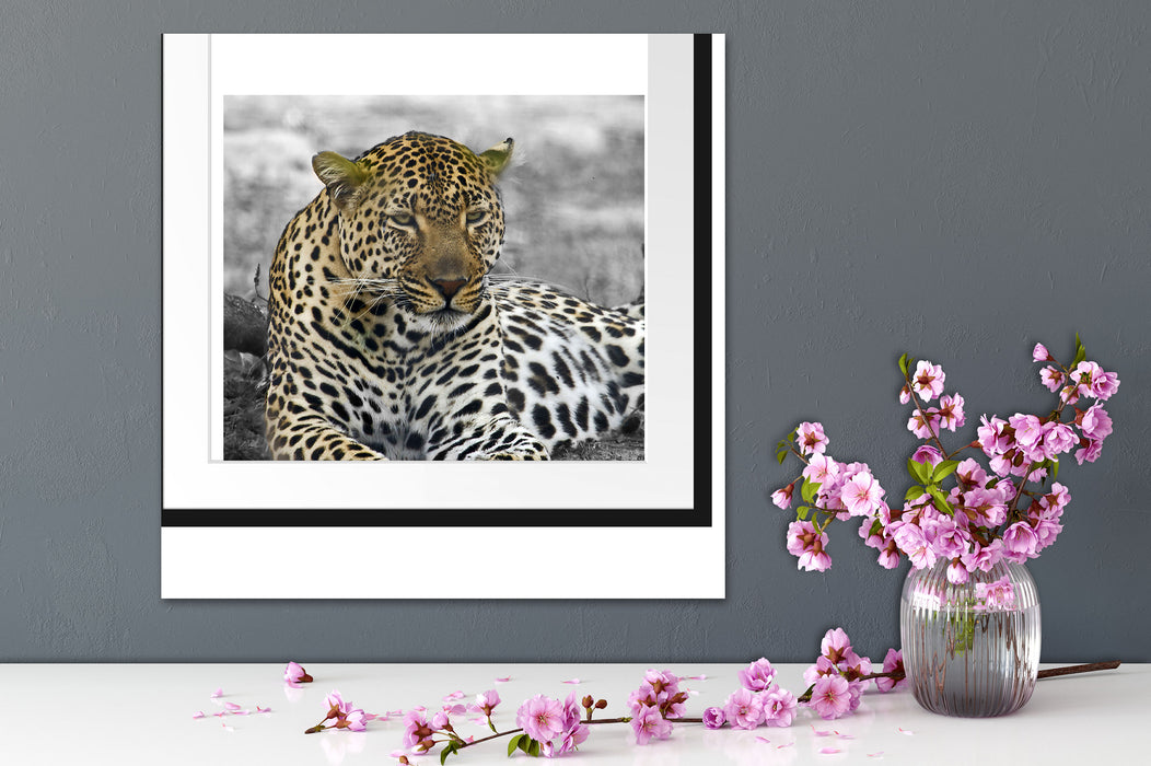 schöner Leopard liegt im Laub Quadratisch Passepartout Dekovorschlag