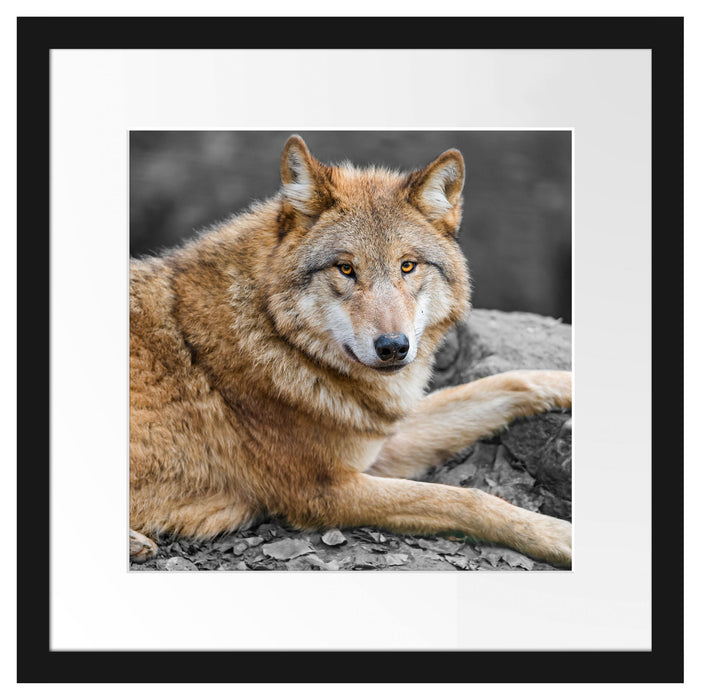 stolzer Wolf auf Stein Passepartout Quadratisch 40x40