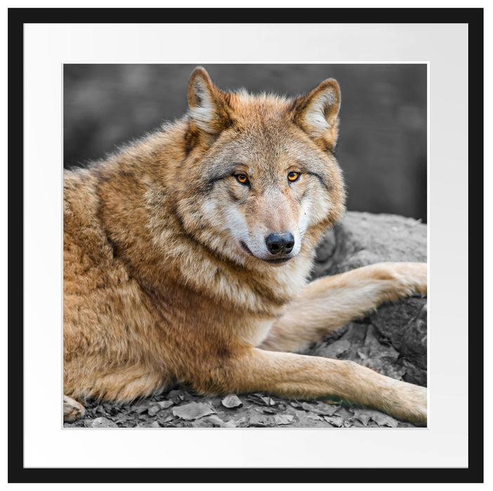 stolzer Wolf auf Stein Passepartout Quadratisch 55x55