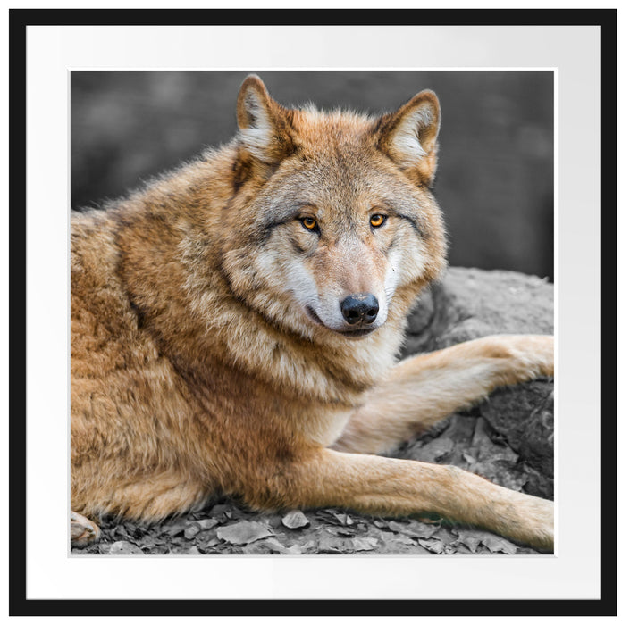 stolzer Wolf auf Stein Passepartout Quadratisch 70x70