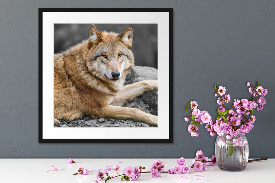 stolzer Wolf auf Stein Quadratisch Passepartout Dekovorschlag