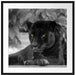 schöner schwarzer Panther Passepartout Quadratisch 70x70