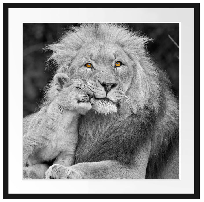 schöner Löwe mit Jungtier Passepartout Quadratisch 70x70