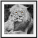 schöner Löwe mit Jungtier Passepartout Quadratisch 70x70