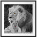 Löwe kuschelt mit kleinem Jungtier Passepartout Quadratisch 70x70