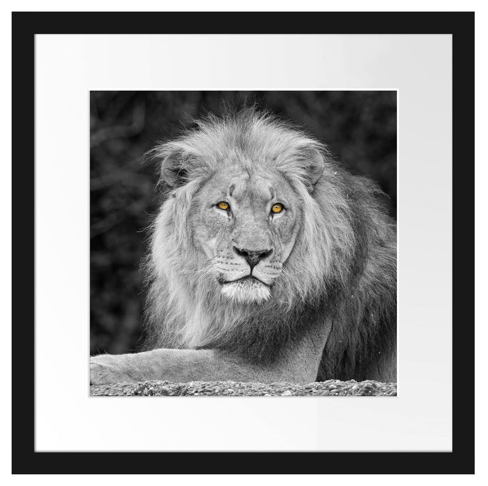 majestätischer Löwe auf Stein Passepartout Quadratisch 40x40