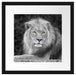 majestätischer Löwe auf Stein Passepartout Quadratisch 40x40