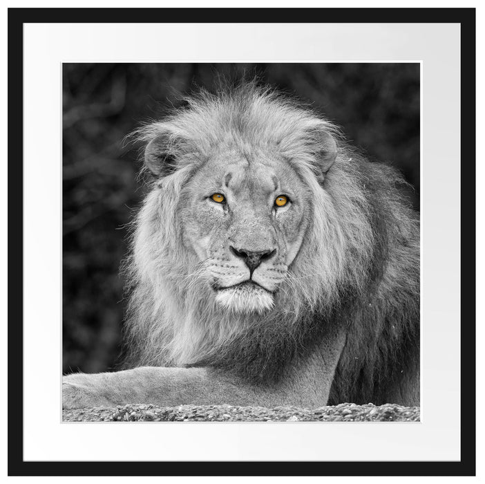 majestätischer Löwe auf Stein Passepartout Quadratisch 55x55