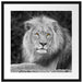 majestätischer Löwe auf Stein Passepartout Quadratisch 55x55