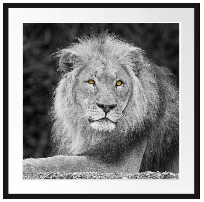 majestätischer Löwe auf Stein Passepartout Quadratisch 70x70