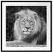 majestätischer Löwe auf Stein Passepartout Quadratisch 70x70