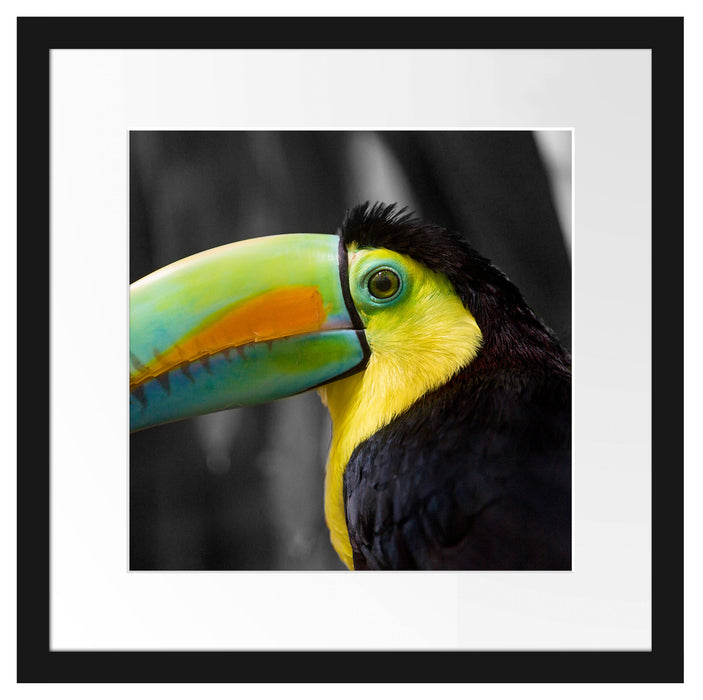 schöner stolzer Tukan Passepartout Quadratisch 40x40
