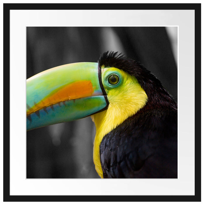 schöner stolzer Tukan Passepartout Quadratisch 55x55