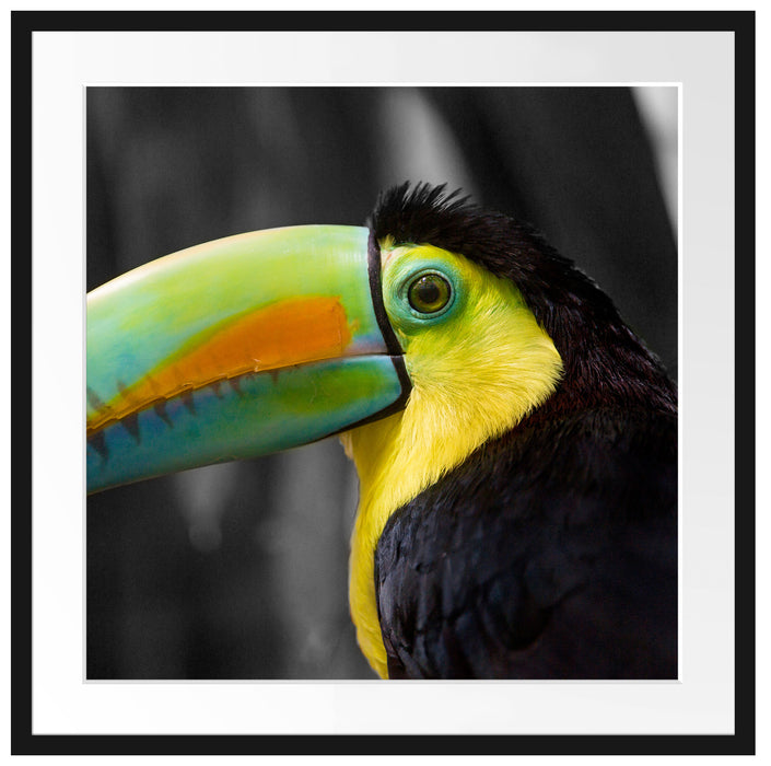 schöner stolzer Tukan Passepartout Quadratisch 70x70