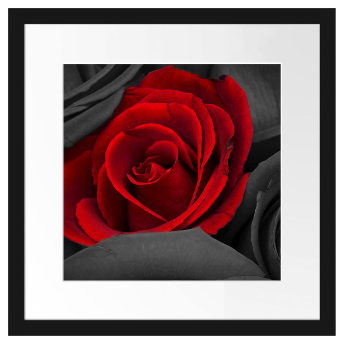 romantische rote Rosen Passepartout Quadratisch 40x40