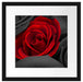 romantische rote Rosen Passepartout Quadratisch 40x40