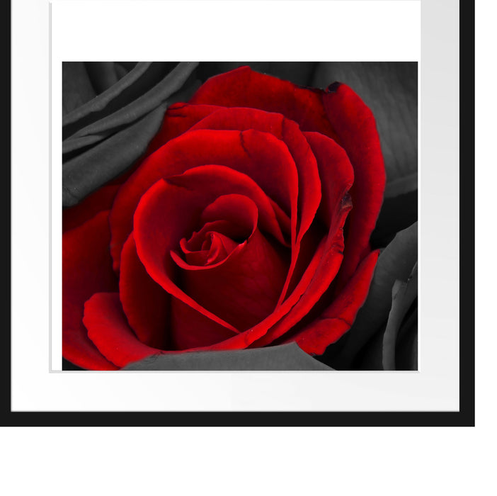 romantische rote Rosen Passepartout Quadratisch 55x55