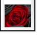 romantische rote Rosen Passepartout Quadratisch 55x55