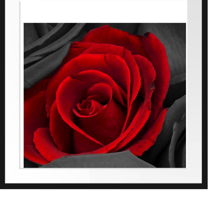 romantische rote Rosen Passepartout Quadratisch 70x70
