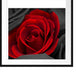 romantische rote Rosen Passepartout Quadratisch 70x70