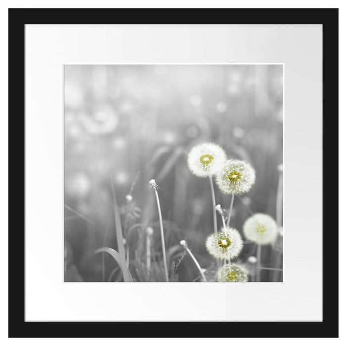 wunderschöne Pusteblumen Passepartout Quadratisch 40x40