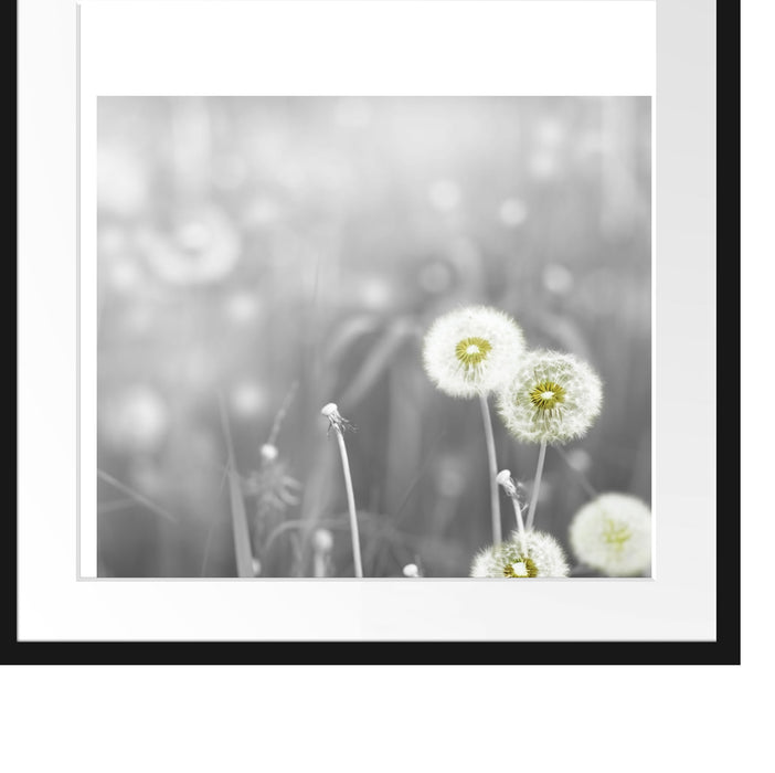 wunderschöne Pusteblumen Passepartout Quadratisch 55x55