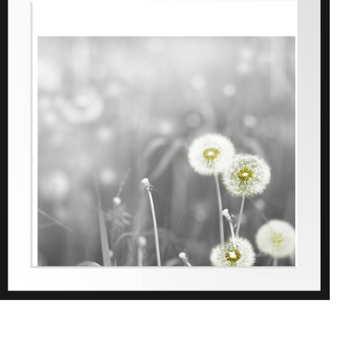 wunderschöne Pusteblumen Passepartout Quadratisch 70x70