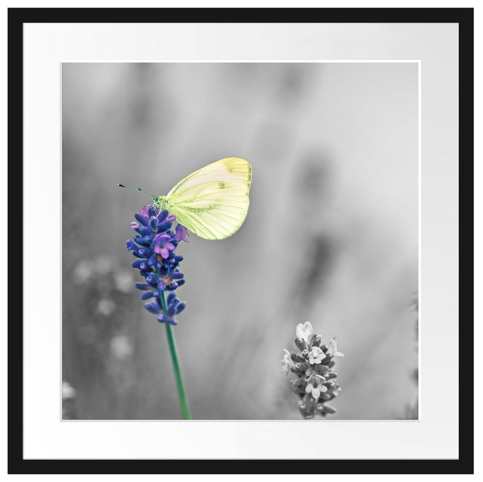 schöner Schmetterling auf Lavendel Passepartout Quadratisch 55x55
