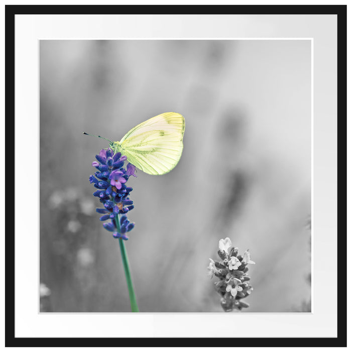 schöner Schmetterling auf Lavendel Passepartout Quadratisch 70x70