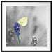 schöner Schmetterling auf Lavendel Passepartout Quadratisch 70x70