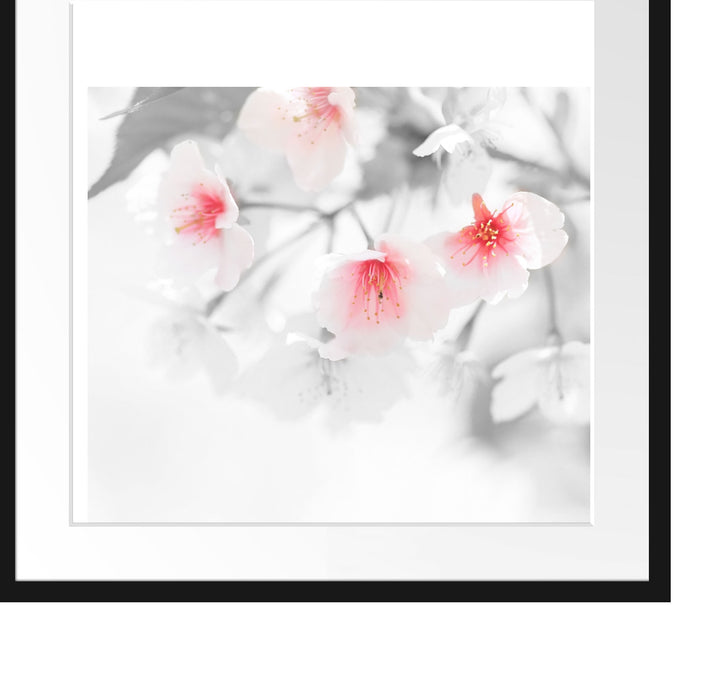 wunderschöne Kirschblüten Passepartout Quadratisch 55x55