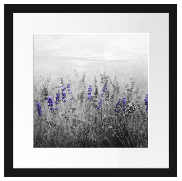 wunderschönes Lavendelfeld Passepartout Quadratisch 40x40