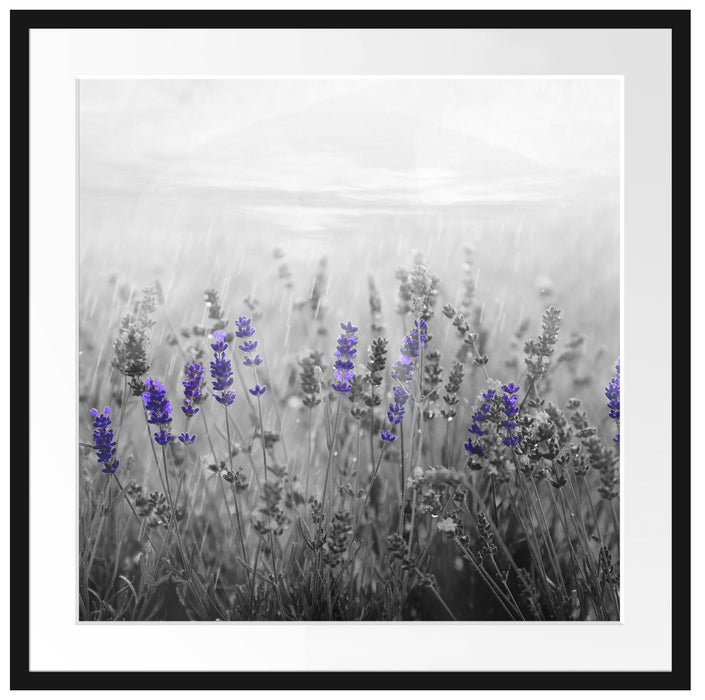 wunderschönes Lavendelfeld Passepartout Quadratisch 70x70
