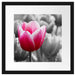 Tulpen im Morgentau Passepartout Quadratisch 40x40