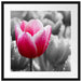 Tulpen im Morgentau Passepartout Quadratisch 55x55