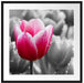 Tulpen im Morgentau Passepartout Quadratisch 70x70