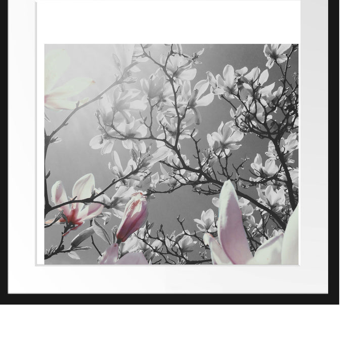 schöne Magnolie Blüten Passepartout Quadratisch 55x55